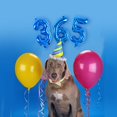 thumbnail image 4 of Number Balloons 16 Inch Blue 0-9 Number Mylar Foil Balloons 10 Pcs Blue Custom Digital Balloons for Birthday Engagement Graduations Anniversary Baby Shower Decor Party Supplies, 4 of 12