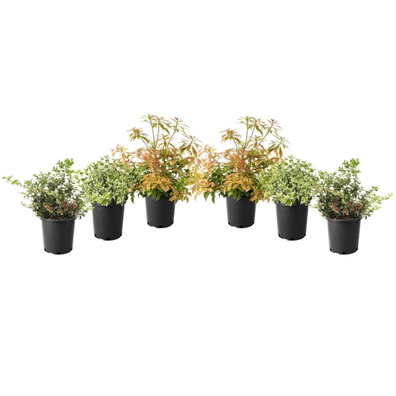 1 Gallon (3.8L) Broadleaf Evergreen Mix 6 Pack