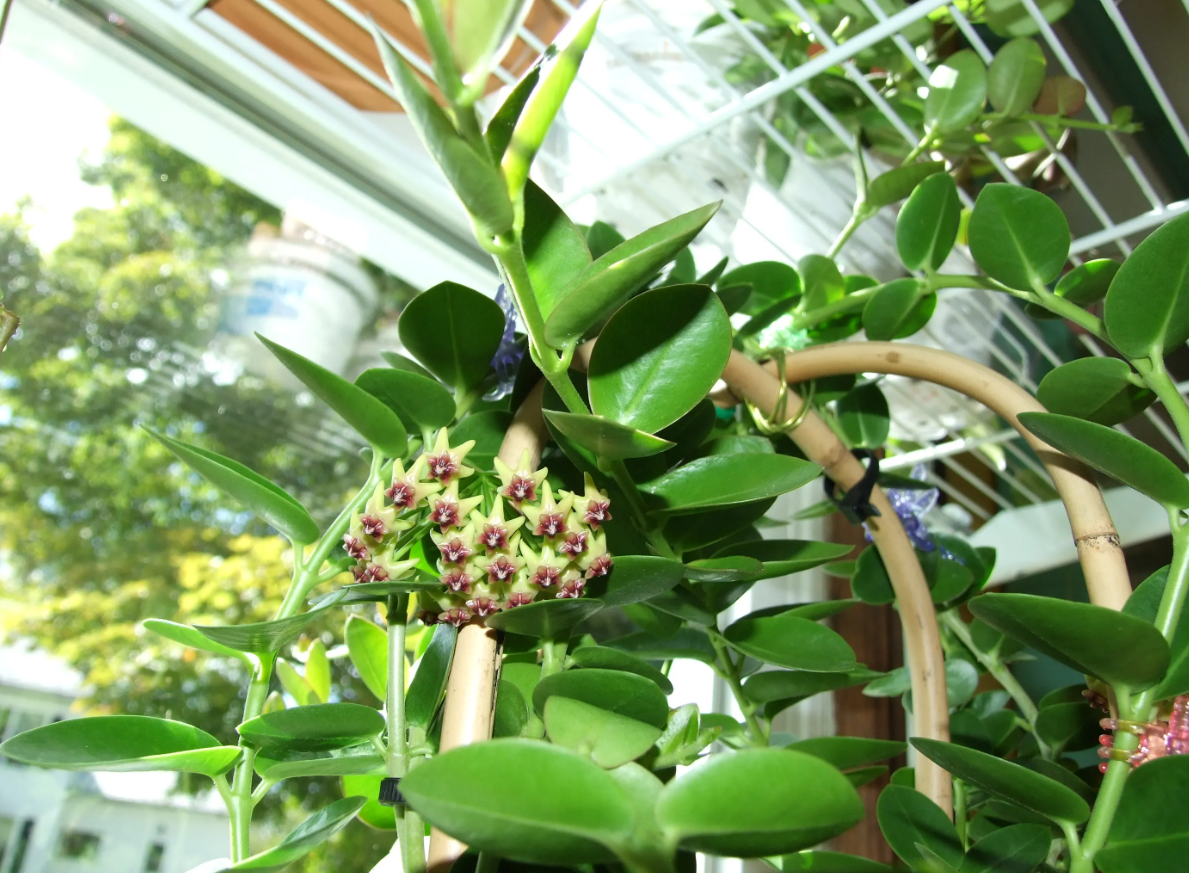 Hoya Cunninghamia Rooted Cuttings Plant Live Indoor Outdoor, Fully Rooted Live Plant