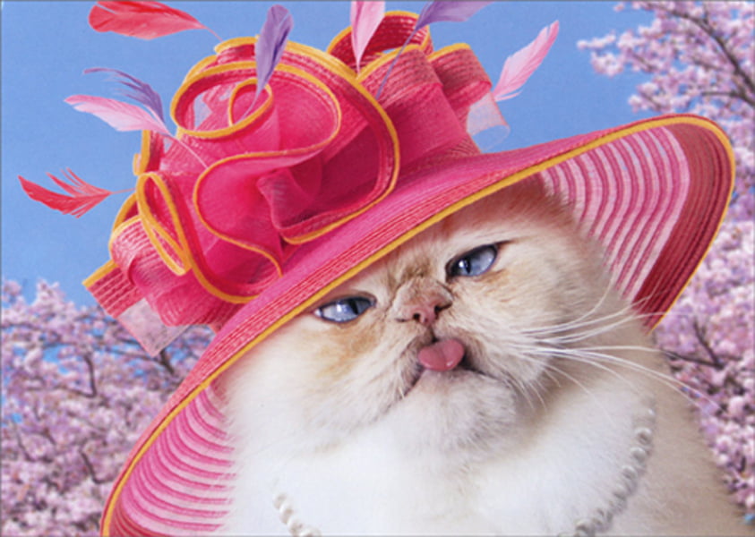 Avanti greeting card Easter kitten cat 
