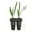 2 Plants, variant on Green Saw Palmetto - 4 Live Starter Plants - Serenoa Repens Green - Native Ornamental Palms from Florida
