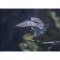 thumbnail image 3 of Huang, Tao 14x11 Black Modern Framed Museum Art Print Titled - Peregrine Falcon, 3 of 5