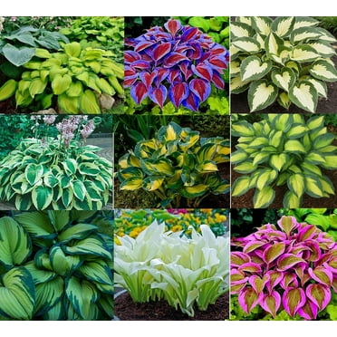 6 Mixed Color Hosta Plants for Growing - Growers Choice, Easy to Grow Hosta Rootstock (6 Plants)