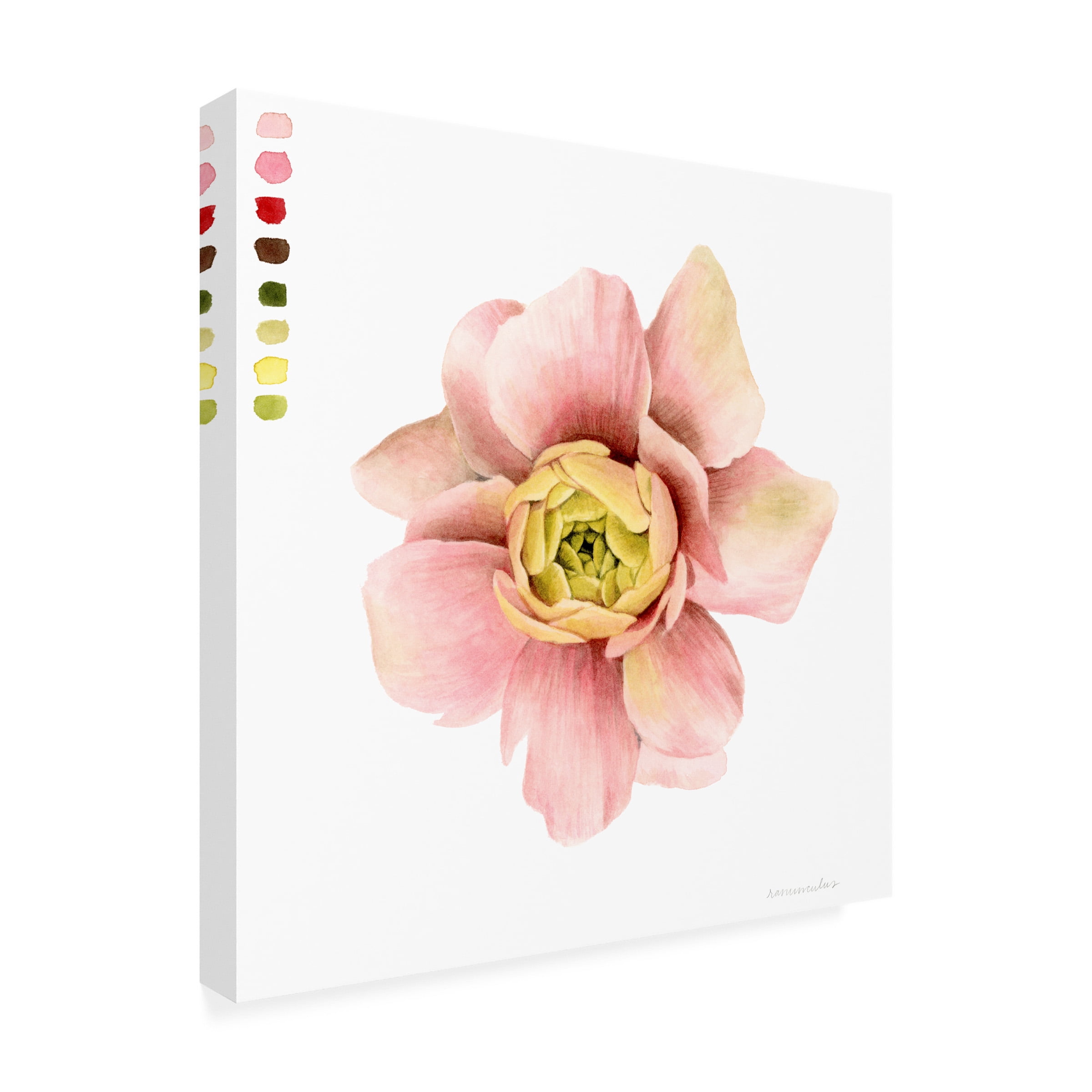 Grace Popp 'Watercolor Ranunculus Study I' Canvas Art