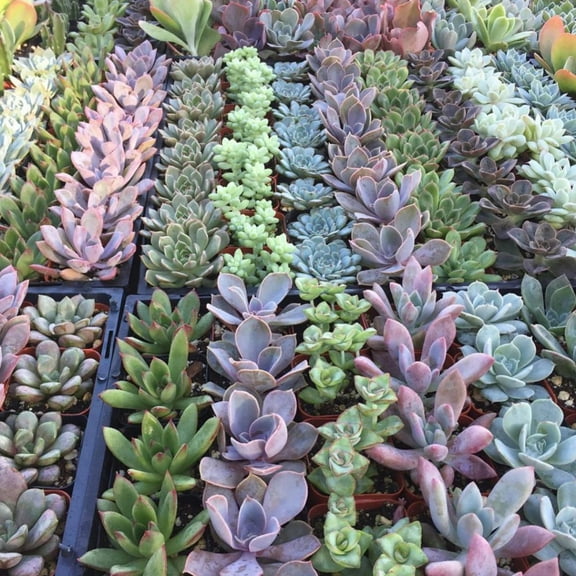 2" - 9 Pack - Assorted Succulent Favors Collection - Wedding, Party Favors, Bridal Shower, Baby Shower, Arrangements