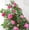 Deep Pink, variant on Valentines Flowers,Flores Artificiales,Simulated Peony Flowers, Plastic Artificial Flowers, Living Room Walls Wrapped With Heating, Decoration, And Obstruction, Simulated Plants(Red)