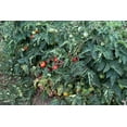 thumbnail image 2 of Plant Good Seed Czech Bush Tomato Seeds - Highly Productive Heirloom Determinate Strain, Certified Organic, Non-GMO, 2 of 5