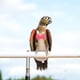 thumbnail image 3 of Pañal para pájaros, traje de vuelo, pañal para loros, ropa de vuelo para pájaros, pañales para loros, 3 of 6
