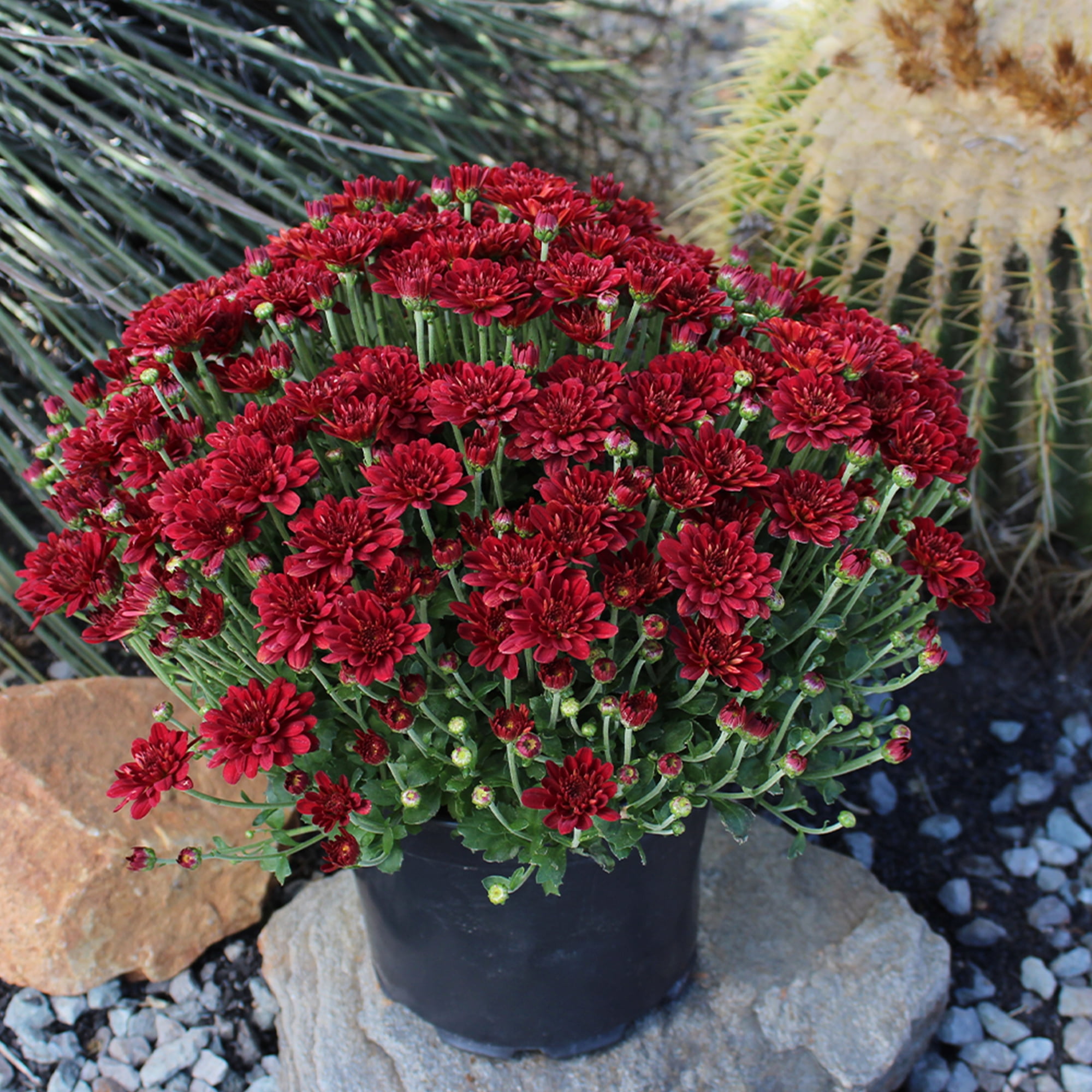 Expert Gardener 3QT Red Mum Live Plant