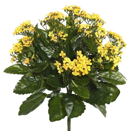 15.5 in. Yellow Kalanchoe Bush