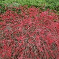 thumbnail image 3 of Brighter Blooms - Rose Glow Barberry Shrub, 3 gal. - No Shipping To AK, AZ, HI, IN, MA, ME, MI, ND, NH, NY, PA, VT, WA, WV, 3 of 4