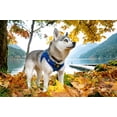 thumbnail image 4 of Arnés para perro EcoBark XXS reflectante de malla suave ajustable, 4 of 9
