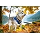 thumbnail image 5 of Arnés para perro EcoBark XL de malla reflectante antitirones, 5 of 9