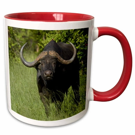 3dRose Cape buffalo, Syncerus caffer, Hwange NP, Zimbabwe, Africa - Two Tone Red Mug,
