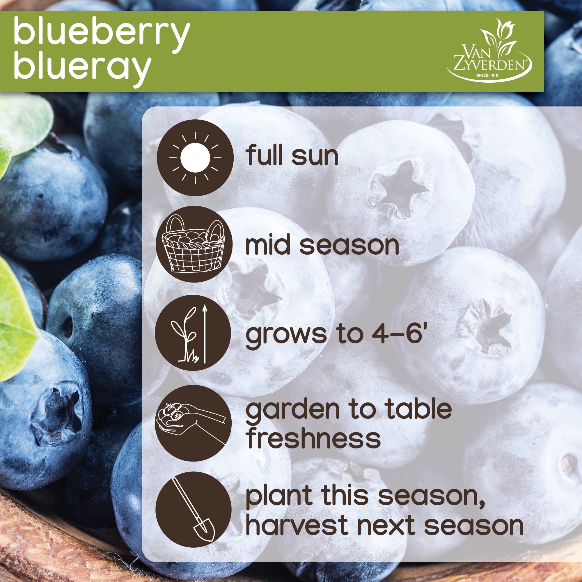Expert Gardener Blue Blueberry Blue Ray Live Plants in Bare Pot, Edible