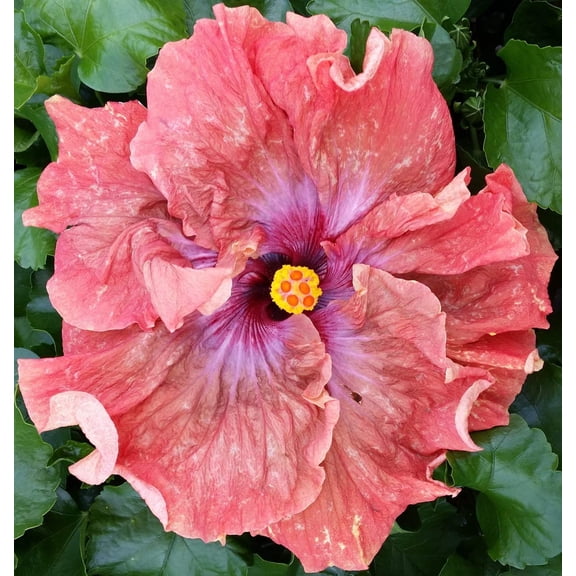 Hibiscus Cajun Color Live Plant Tropical Flowering Shrub Tsunami Starter Plant Hybrid for Garden or Patio Exotic Purple Flowers, Perennial Hibiscus Starter Plant