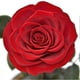 thumbnail image 4 of Rose That Lasts Eternal Forever Preserved Flower in Glass Dome Lamp for Valentine's Mother's Day Gi, 4 of 5