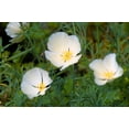 thumbnail image 3 of 1000 Seeds WHITE CALIFORNIA POPPY Eschscholzia Californica Flower Seeds, 3 of 11