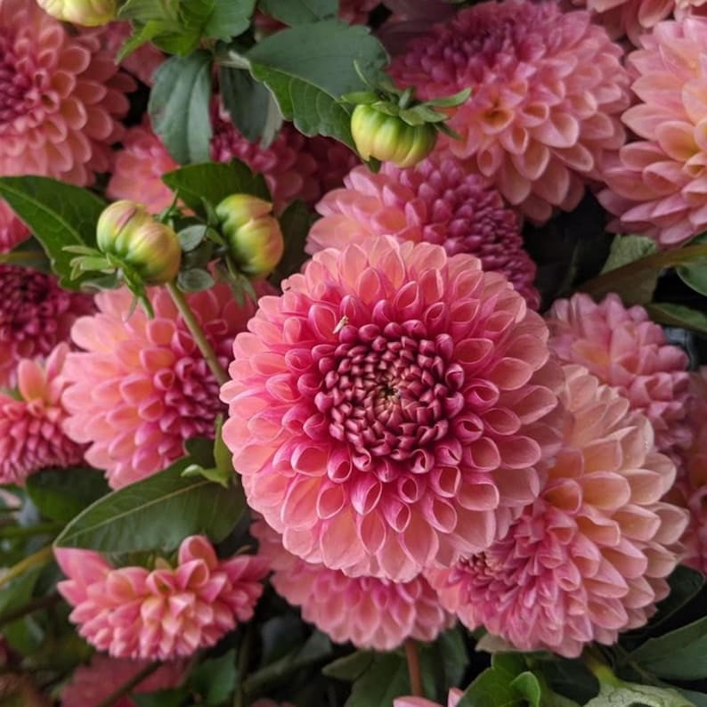 40 Seeds Jowey Winnie Dahlia Seeds - Pollinator Friendly,, Heirloom Flower Seeds for Garden Blooms