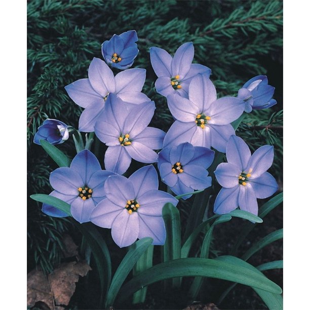 Blue Fragrant Star Flower 10 Bulbs Ipheion Rolph Fiedler 5/+ cm