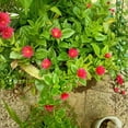 thumbnail image 2 of Red Aptenia Plant Live in 2'' Pot, Red Ice Plant Well Rooted 2-5'' Tall, 2 Plants Per Pot, Ready to Grow Outdoor, 2 of 5