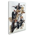 thumbnail image 3 of Trademark Fine Art John James Audubon Pileated Woodpeckers Canvas Wall Art - 22x32, 3 of 4