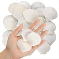 thumbnail image 1 of 40 Conchas de Vieira Naturales de 1,4 A 2,4 Pulgadas, Pequeñas Conchas de Mar Blancas para Manualidades, Conchas de Mar Reales A Granel, 1 of 6