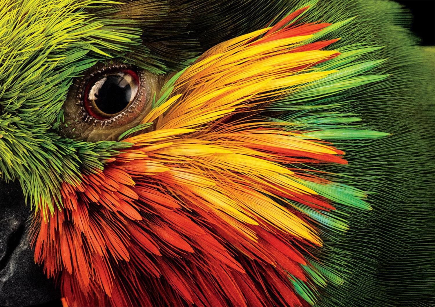 Buffalo Games - National Geographic - Joel Sartore - Edward's Fig Parrot - 500 Piece Jigsaw Puzzle
