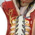 thumbnail image 6 of Axis Scientific 28-Part Human Torso Model with Muscles | Detailed Dual Sex Life-Size Human Body Model has 28 Removable Human Organs and Muscles | Includes Detailed Product Manual, 6 of 15