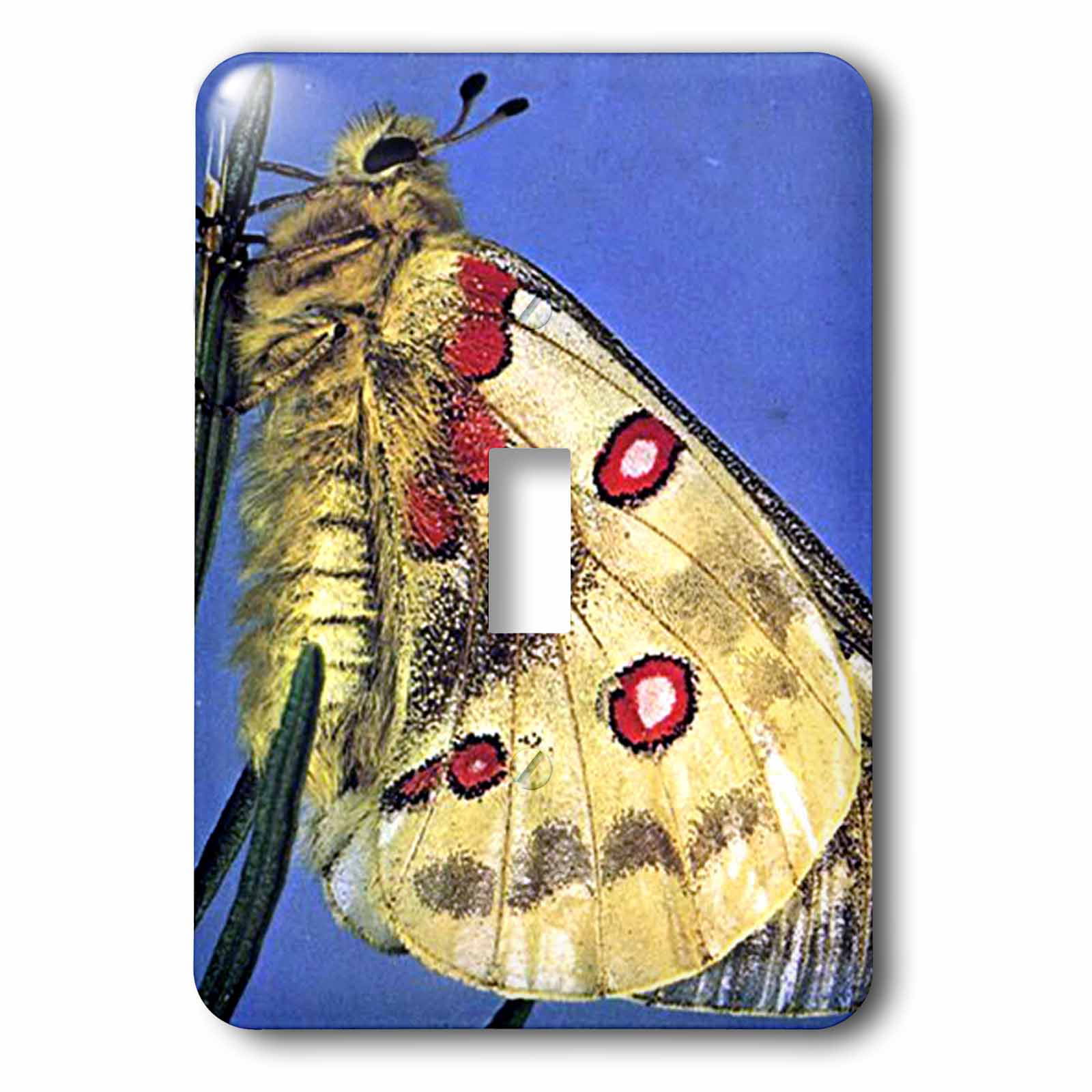 3dRose lsp_588_1 Beautiful Moth Single Toggle Switch 