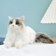 thumbnail image 1 of Muñeco de peluche de gato Ragdoll realista, Animal relleno, muñeco de gato, compañero de simulación, juguete de peluche de gato para niños y niñas,, 1 of 9