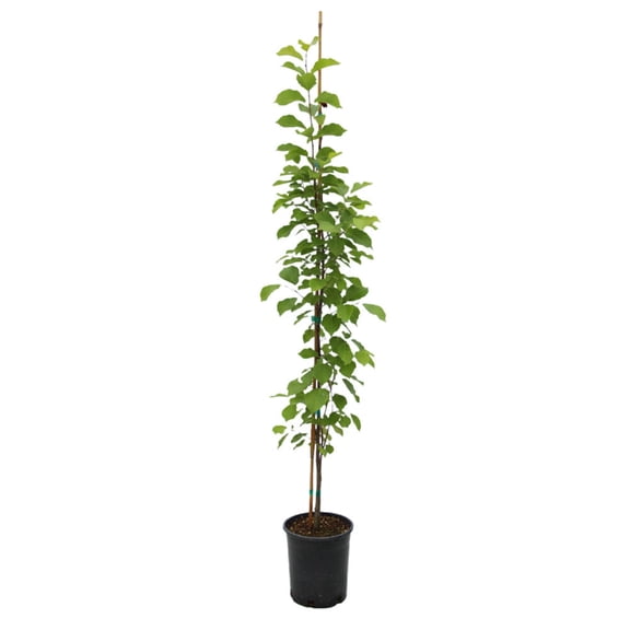 Expert Gardener 1-2' Hornbeam Loose Flower in 1 gal. Grower Pot