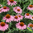 thumbnail image 2 of Herb To Body Echinacea Purpurea Root Powder | Echinacea Purpurea | Wildcrafted | 4oz, 2 of 3
