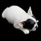 thumbnail image 2 of Lindo Modelo Animal Juguete Estatuilla Hogar, 2 of 9