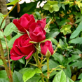 thumbnail image 3 of Red Mini Rose Plant, Miniature Rose Live Plant, Vibrant Red Flowers, 3 inches Pot, 3 of 5