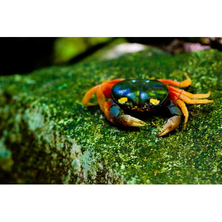 Halloween Crab on Rock in Costa Rica Photo Poster Print Print Wall Art