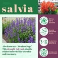 thumbnail image 6 of Expert Gardener Mojave Red Salvia Annual Live Plant, 6 of 6