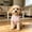 Pink, variant on Sleeveless Dog T-Shirt for Small Dogs Cute Breathable Pet Shirt for Chihuahua Cats Yorkies and Small Breed Dogs(Purple,L)