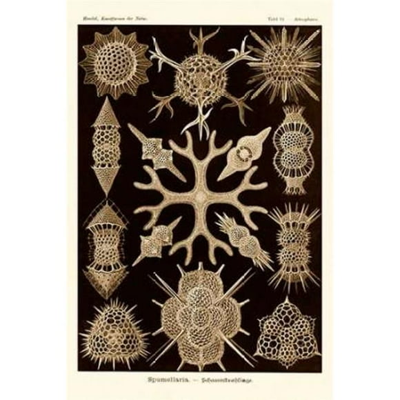 Bentley Global Arts PDX449742LARGE Haeckel Nature Illustrations - Spumellaria - Impression d'Affiche de Teinte Sépia par Ernst Haeckel&44; 24 x 36 - Grand