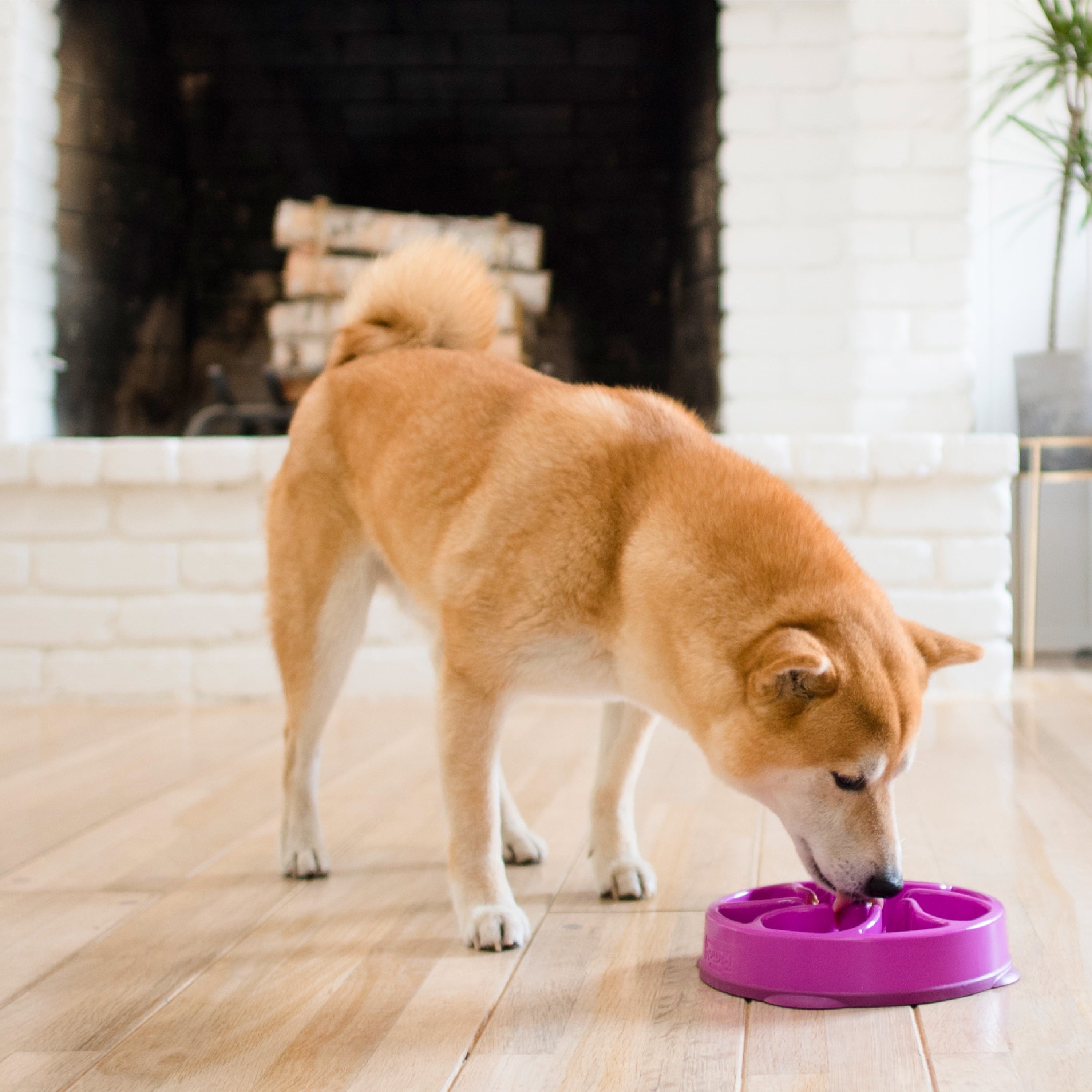 (2 pack) Outward Hound Fun Feeder Slo Bowl – Medium 2‑Cup Capacity, Slow Feeding, Small to Medium Dogs & Cats, Non-Slip, Purple, Flower Pattern