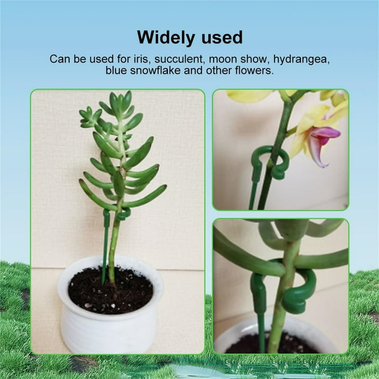 where can you buy succulent plants Gift Small Ceramic Succulent Pot with Drainage and Bamboo Tray- With Cactus  or Succulent