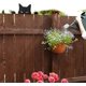 thumbnail image 2 of Statue de chat de jardin en métal de 22 cm x 14,5 cm, décoration de statue de chat noir, ornements de jardin en plein air, décor de silhouette, cadeaux de chat pour les amoureux des chats, décoration, 2 of 5