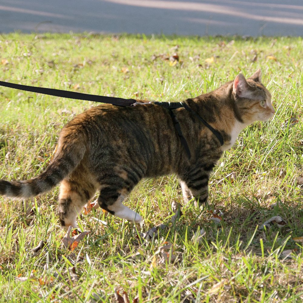 Premier Pet Cat Harness & Leash for Large Cats Best for Cats 12 20
