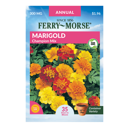 Ferry-Morse 30MG Marigold Champion Annual Flower Seeds (1 Pack)- Seed Gardening, Full Sunlight