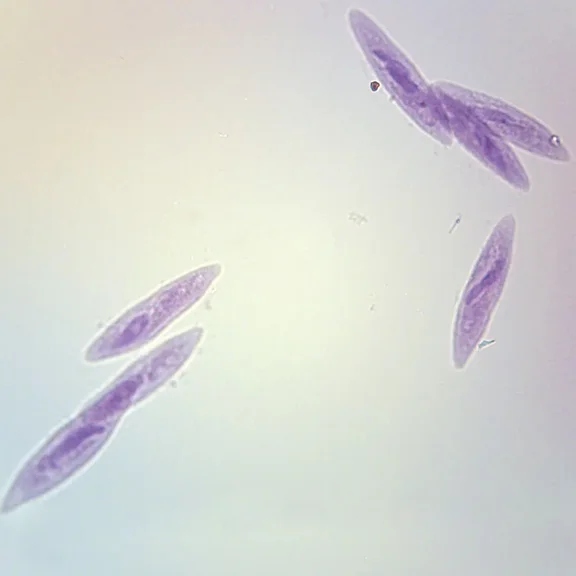 Paramecium Prepared Microscope Slide, Whole Mount