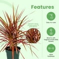 thumbnail image 5 of American Plant Exchange Dracaena Marginata Colorama Madagascar Dragon Tree Live Plant, 6" Pot, Indoor/Outdoor Air Purifier, 5 of 7