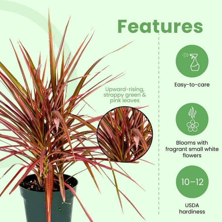 American Plant Exchange Dracaena Marginata Colorama Madagascar Dragon Tree  Live Plant, 6" Pot, Indoor/Outdoor Air Purifier - Walmart.com