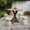 Gray-2PC, variant on MOALCOFER 19" Lightweight Concrete Outdoor Side Table,Versatile Patio Accent for Living Room & Outdoor Spaces,Gray