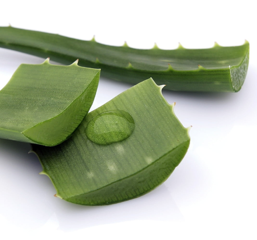 Aloe Vera in 4&quot; Plastic Pot Medicine Plant Burn Plant