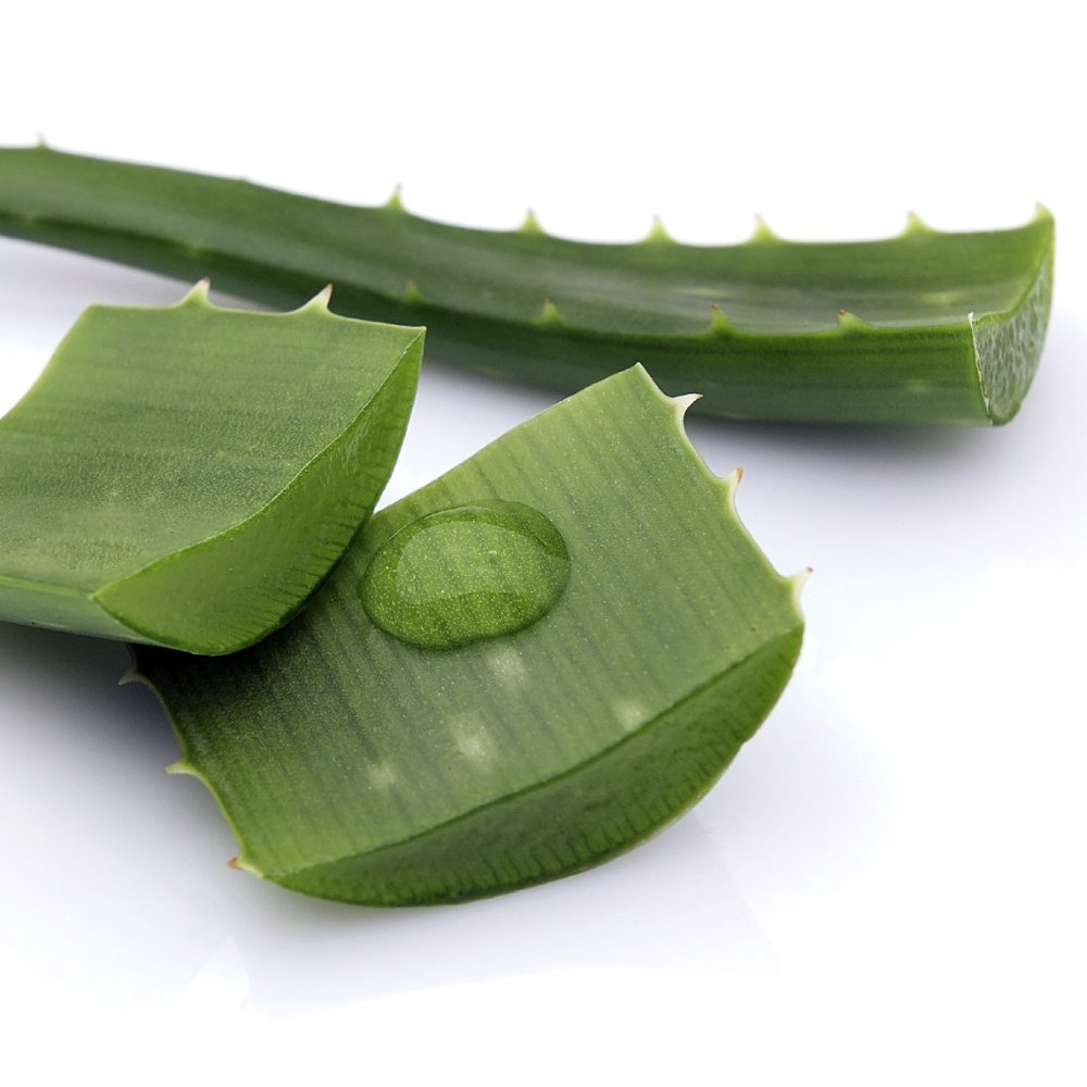 Aloe Vera in 4" Plastic Pot Medicine Plant Burn Plant Miracle